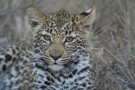 bebe leopard Thornybush